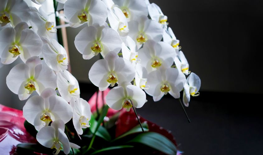 Lan hồ điệp tượng trưng cho tài lộc, thành công và sự phát triển bền vững