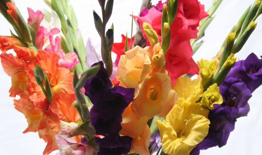 Hoa lay ơn tượng trưng cho sự vươn lên, lòng hiếu thảo và may mắn