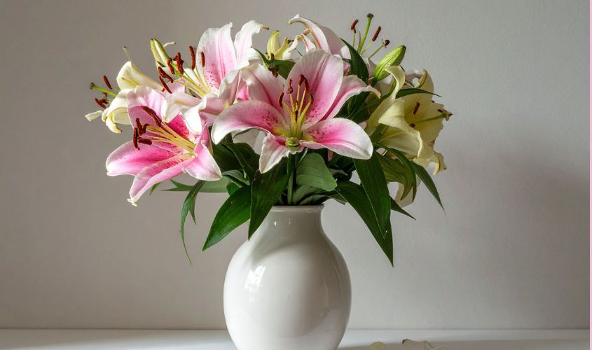 Hoa ly mang ý nghĩa đoàn viên, hòa hợp và sung túc