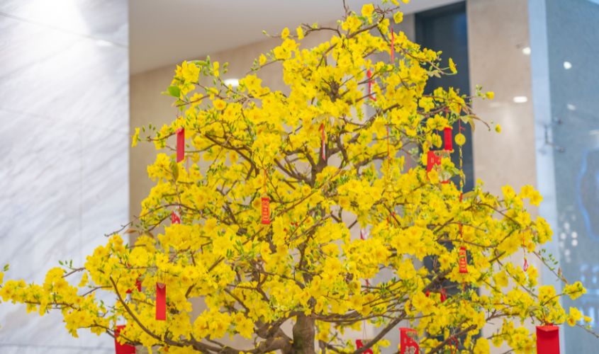 Hoa mai là loài hoa gắn liền với Tết cổ truyền của người Việt