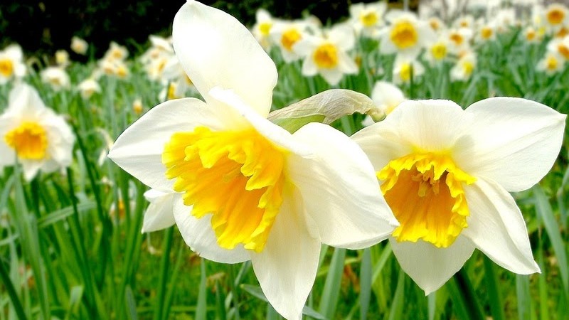 Hoa thủy tiên tượng trưng cho tài lộc, trí tuệ và sự khởi đầu tốt đẹp