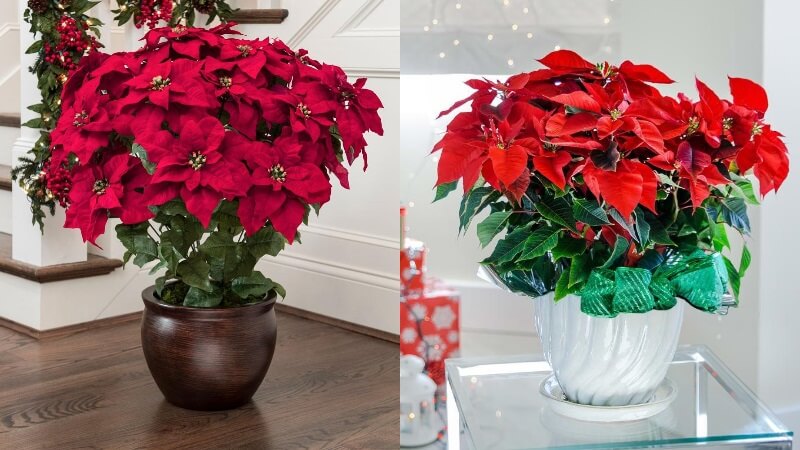 Hoa trạng nguyên mang ý nghĩa thành công, đỗ đạt