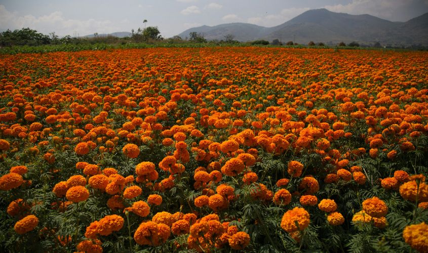 Hoa vạn thọ mang ý nghĩa trường thọ, sức khỏe và sự bền lâu