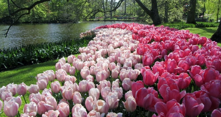 Hoa tulip không độc