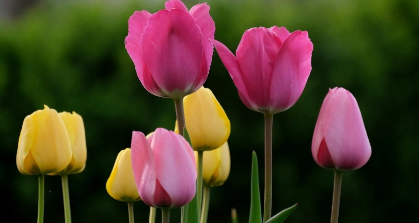 Hoa tulip trong phong thuỷ tượng trưng cho tài lộc, sinh khí tốt