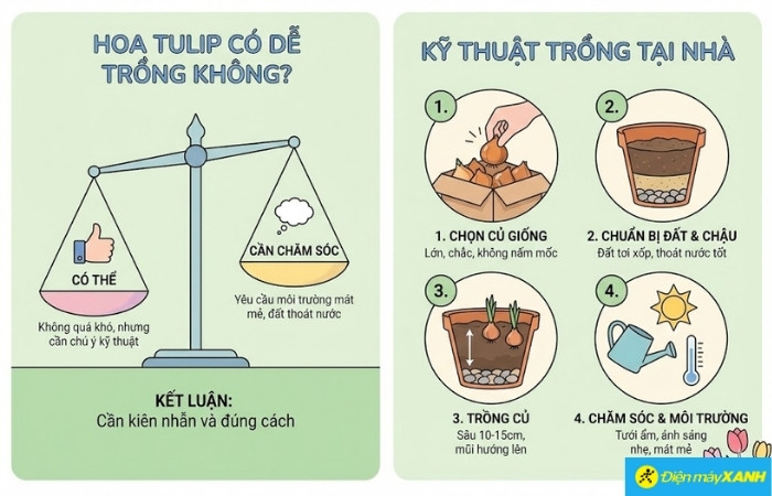 Tulip chủ yếu được trồng từ củ