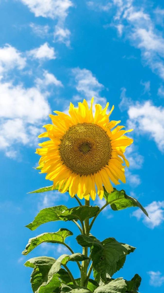 Hình nền điện thoại hoa hướng dương 1