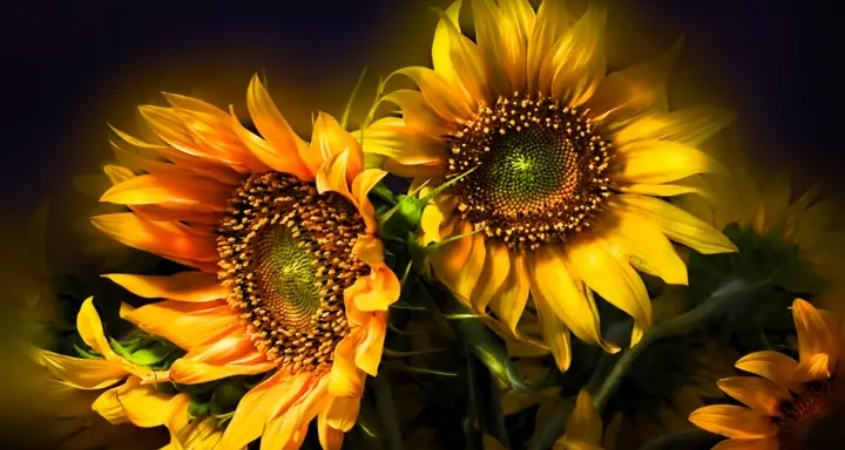 Hình nền máy tính hoa hướng dương 1