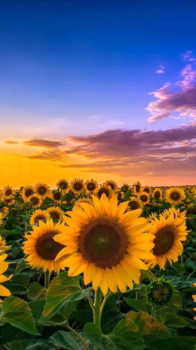 Hình nền điện thoại hoa hướng dương 3