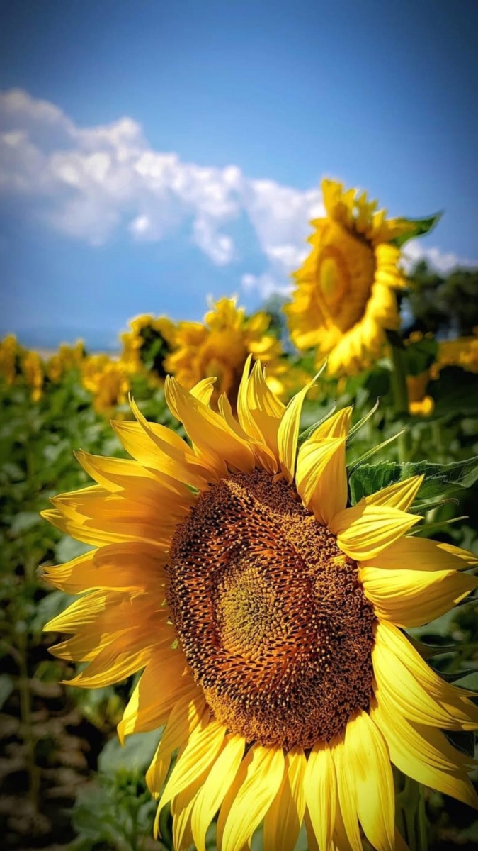 Hình nền điện thoại hoa hướng dương 4