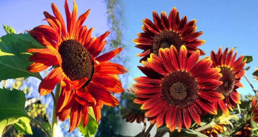 Hướng dương đỏ đại diện cho sự nhiệt huyết, sức mạnh nội tại