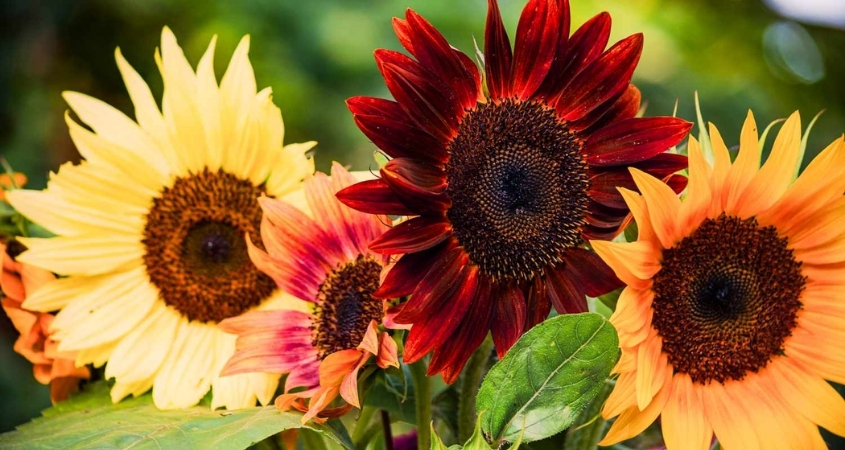 Hoa hướng dương có tên khoa học là Helianthus annuus, thuộc họ Cúc