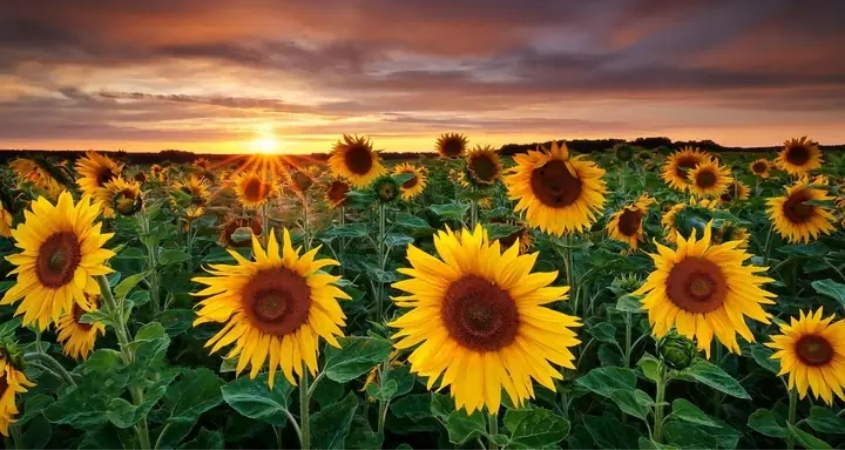 Hình nền máy tính hoa hướng dương 2