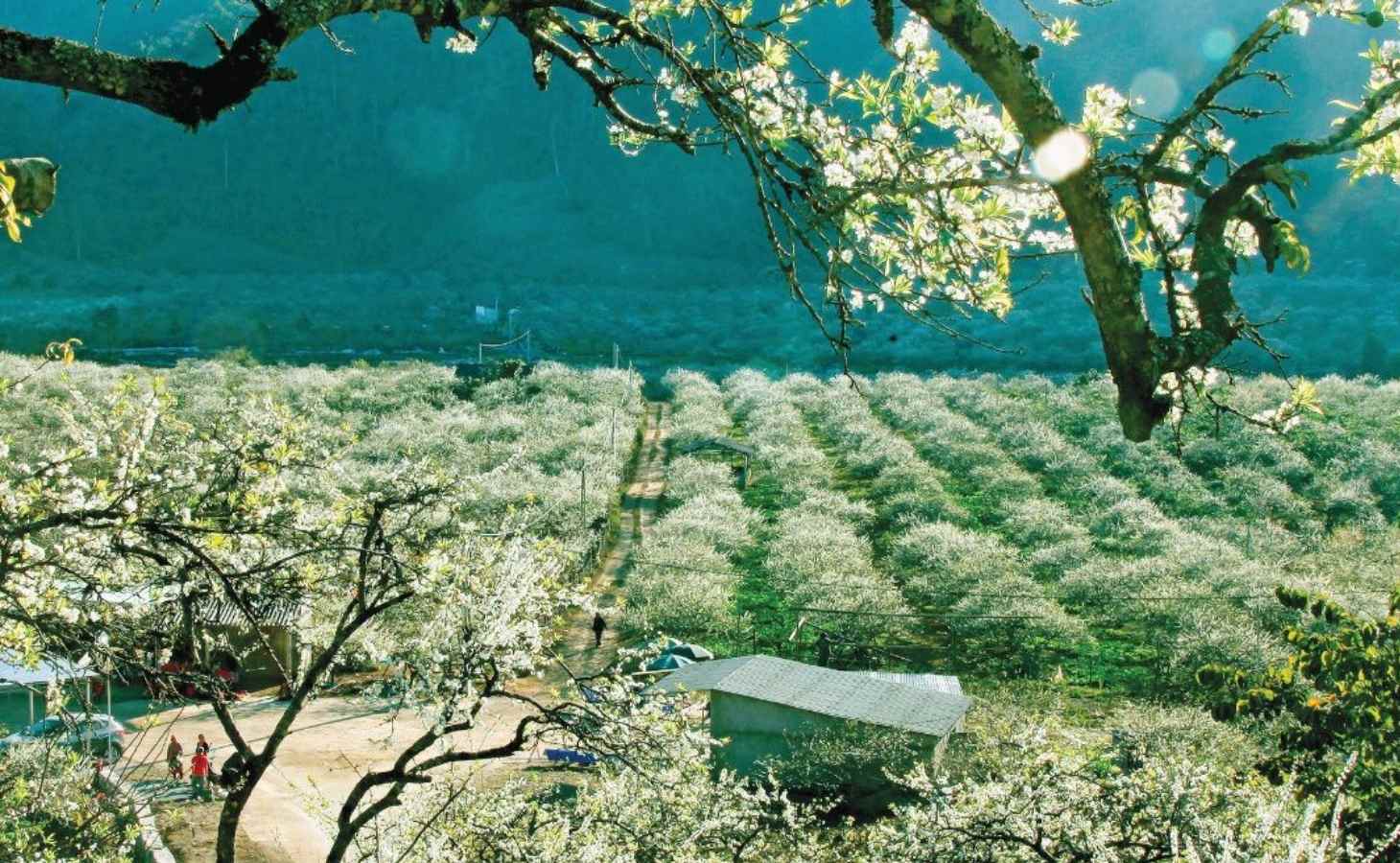 Địa điểm du lịch Tết - Sơn La