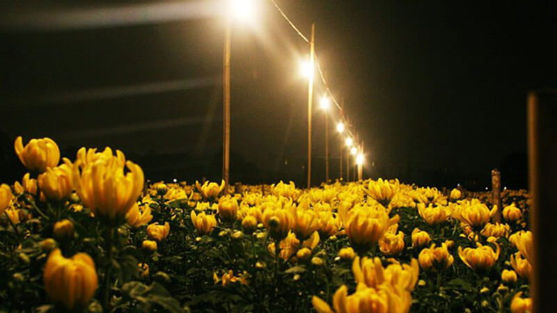 Cách làm hoa nở nhanh bằng ánh sáng