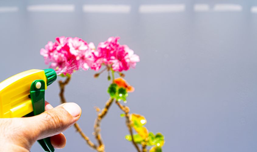 Phun sương và tưới nước đúng cách