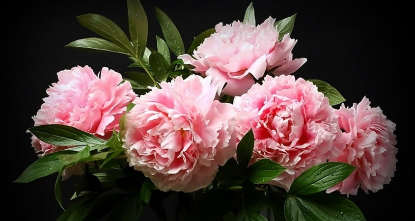 Hình nền máy tính hoa mẫu đơn 3