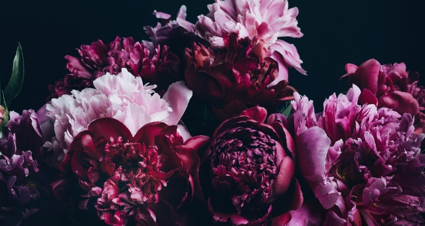 Hoa mẫu đơn tím thể hiện uy quyền, sự quyến rũ