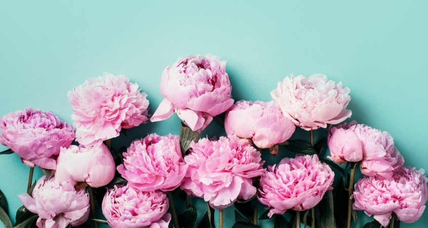 Hình nền máy tính hoa mẫu đơn 1