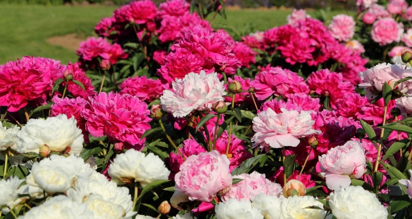 Hoa mẫu đơn có bông tròn, cánh xếp lớp, mùi thơm nồng nàn