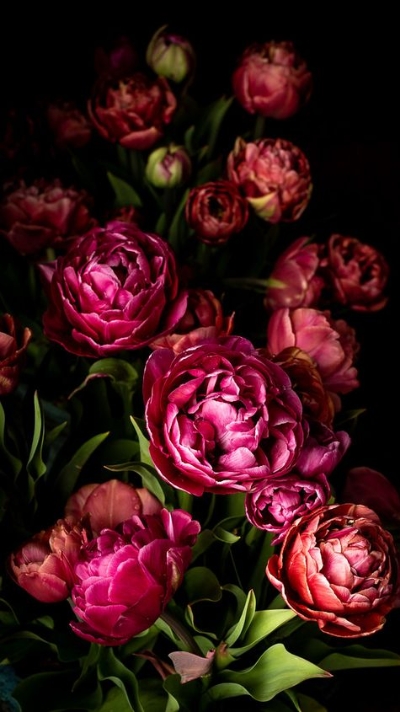 Hình nền điện thoại hoa mẫu đơn 2