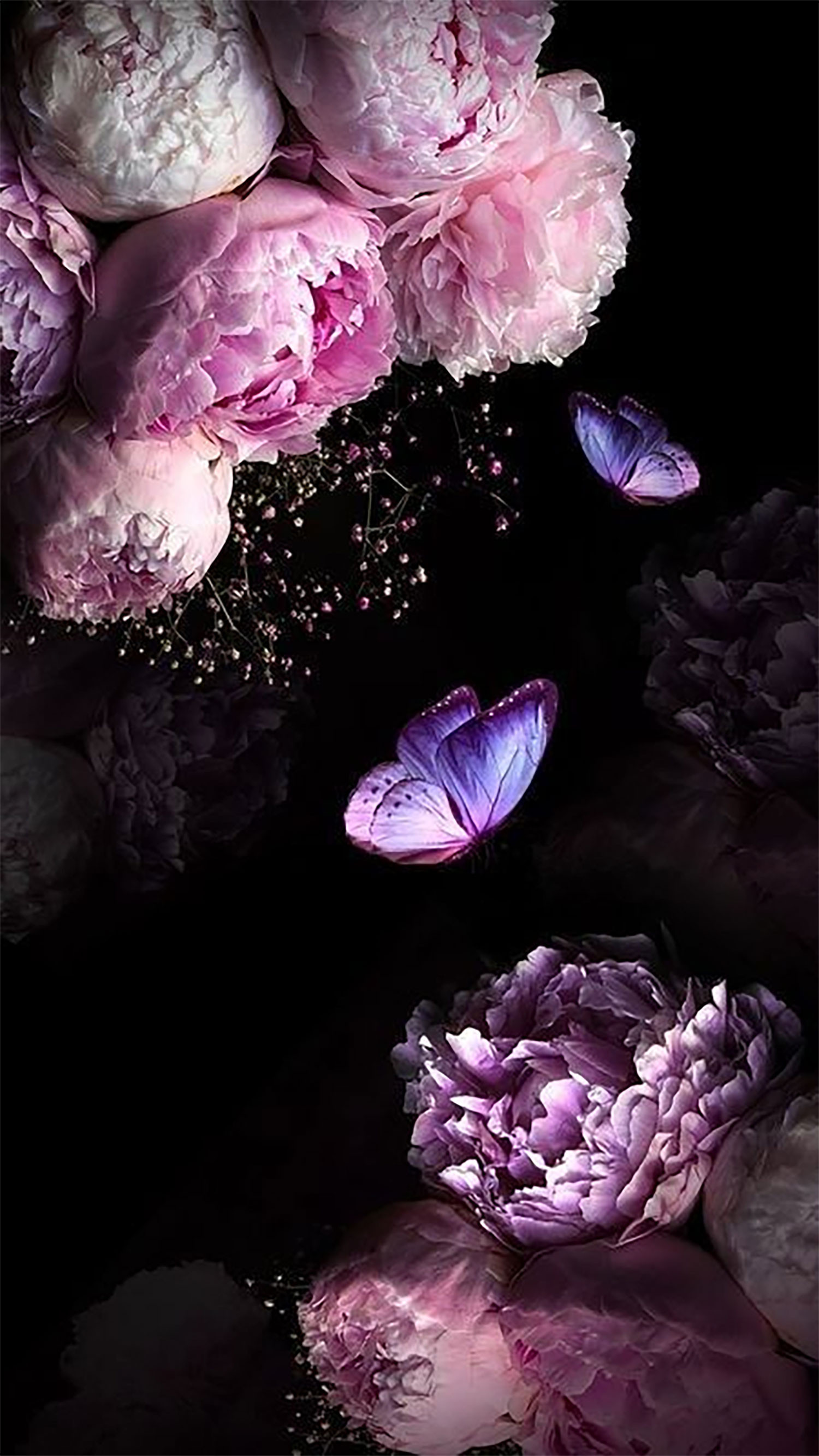 Hình nền điện thoại hoa mẫu đơn 3