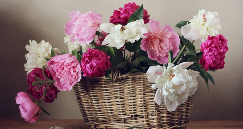 Có thể tìm mua hoa mẫu đơn tại các cửa hàng hoa