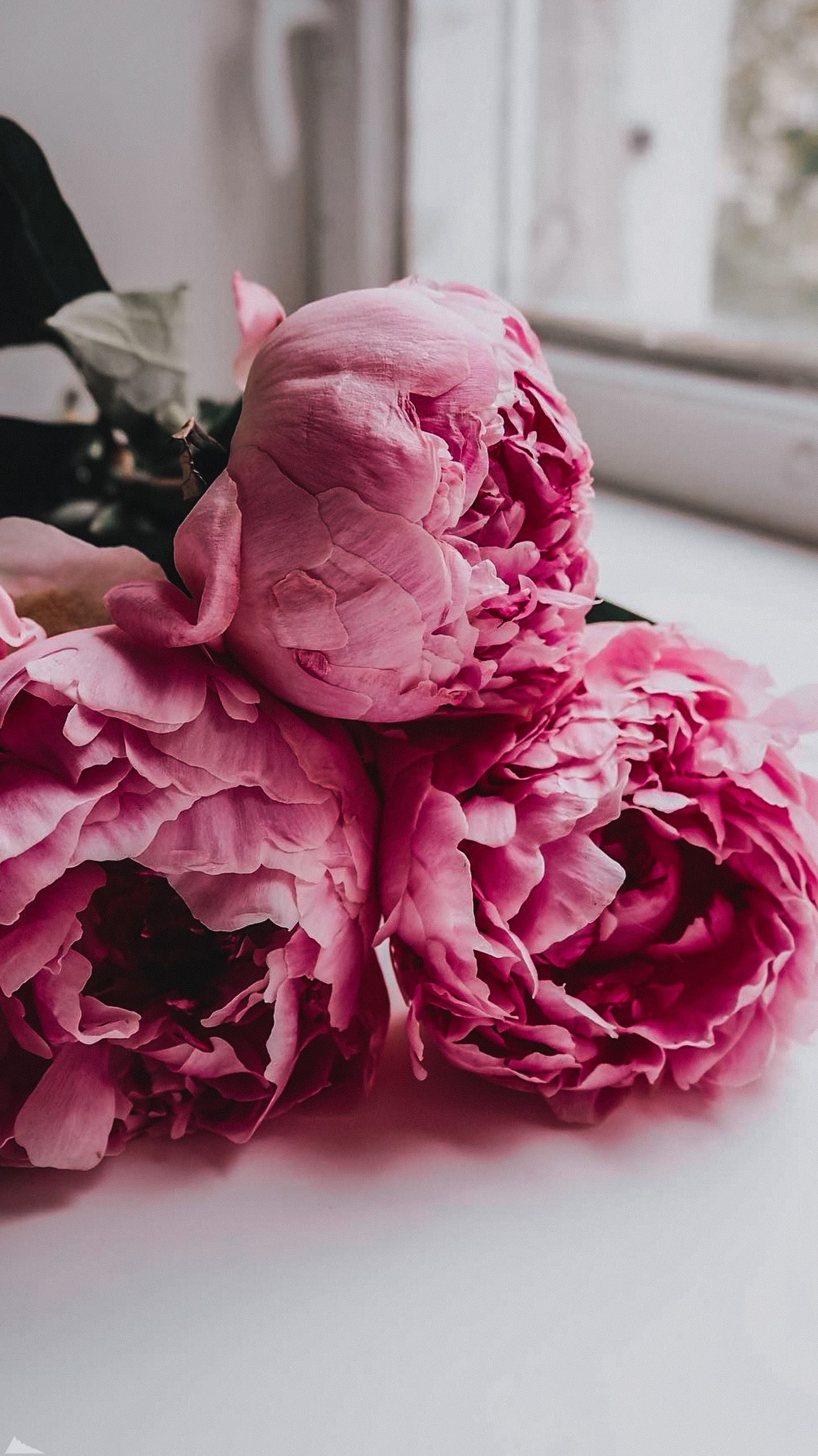 Hình nền điện thoại hoa mẫu đơn 4