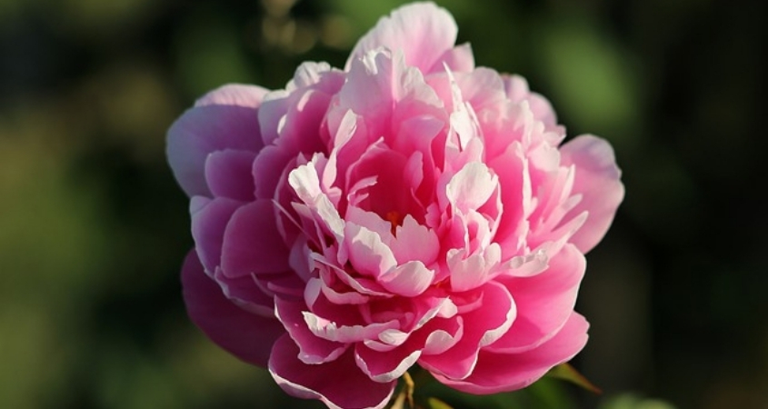 Hoa mẫu đơn hồng mang ý nghĩa của sự dịu dàng, lãng mạn