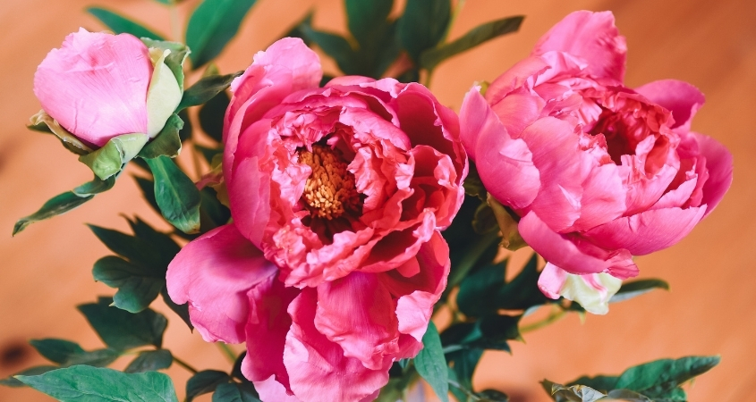 Hoa mẫu đơn có nguồn gốc từ Trung Quốc