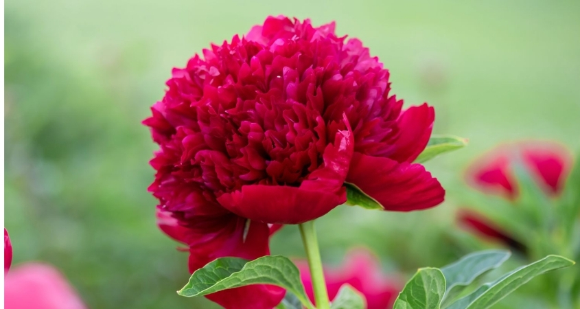 Hoa mẫu đơn đỏ tượng trưng cho sự giàu sang, quyền lực