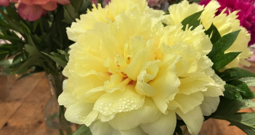 Hoa mẫu đơn vàng thể hiện sự vương giả