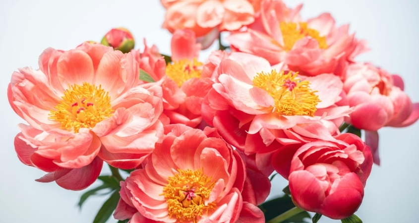 Hoa mẫu đơn được chia thành nhiều loại khác nhau