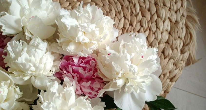 Hoa mẫu đơn trắng thể hiện sự chân thành, tinh khôi