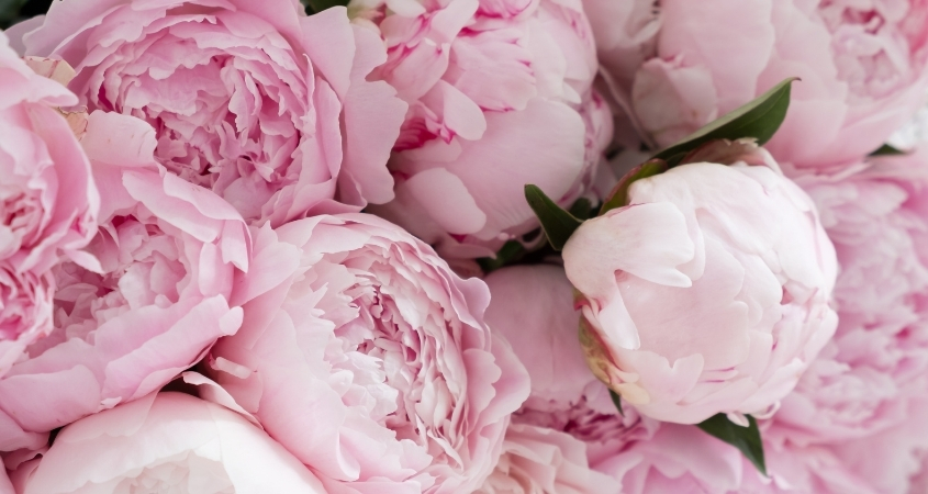 Hình nền máy tính hoa mẫu đơn 4