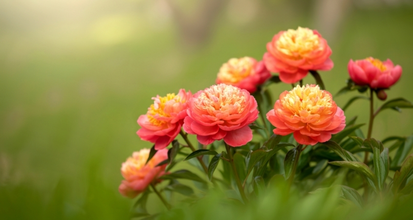 Trồng hoa mẫu đơn trong đất tơi xốp, có độ thoát nước tốt