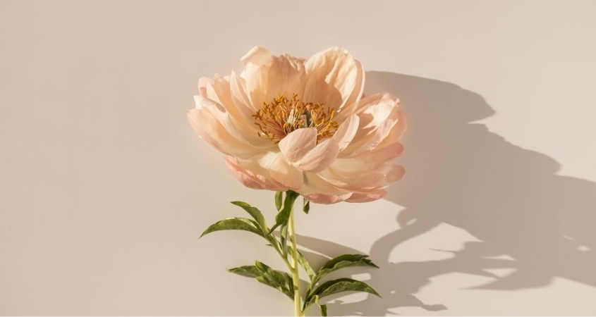 Hình nền máy tính hoa mẫu đơn 5