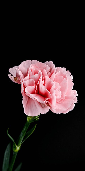 Hình nền điện thoại hoa cẩm chướng 2 Hình nền điện thoại hoa cẩm chướng 2