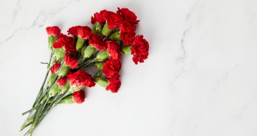 Cẩm chướng đỏ là biểu tượng của tình yêu sâu đậm Cẩm chướng đỏ là biểu tượng của tình yêu sâu đậm