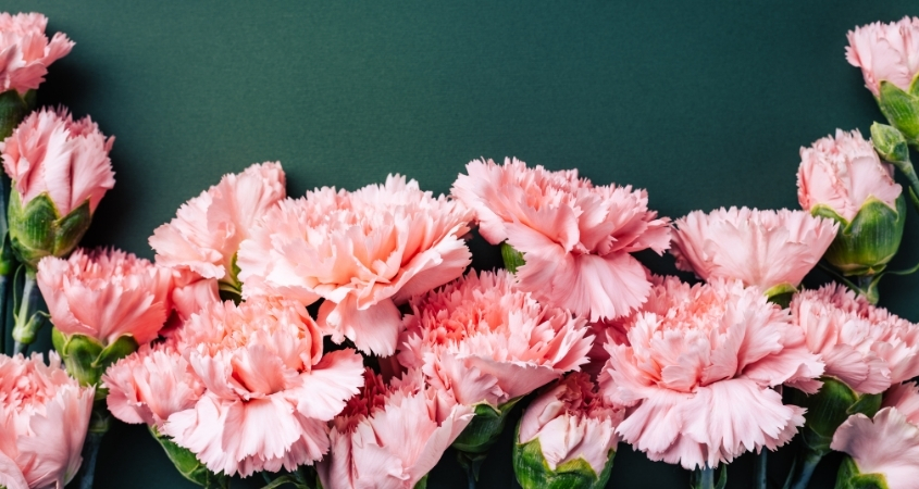 Hình nền máy tính hoa cẩm chướng 4 Hình nền máy tính hoa cẩm chướng 4