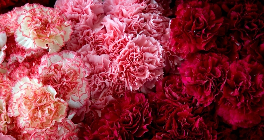 Hoa cẩm chướng thường được dùng trong trang trí, làm quà tặng Hoa cẩm chướng thường được dùng trong trang trí, làm quà tặng