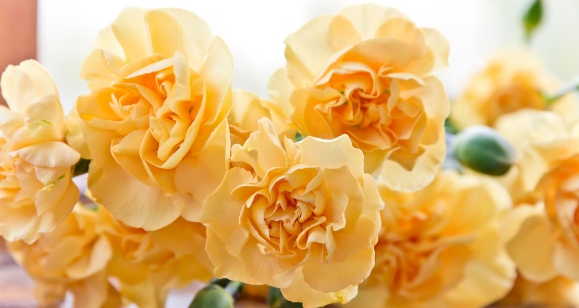 Hoa cẩm chướng vàng mang nhiều tầng nghĩa khác nhau Hoa cẩm chướng vàng mang nhiều tầng nghĩa khác nhau