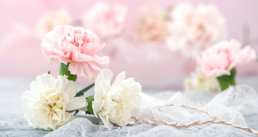 Hình nền máy tính hoa cẩm chướng 3 Hình nền máy tính hoa cẩm chướng 3