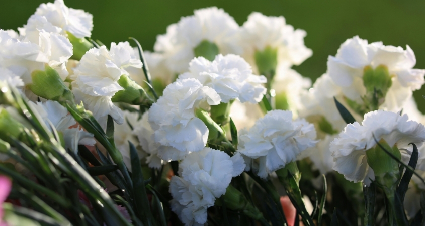 Cẩm chướng trắng tượng trưng cho sự tinh khiết, khởi đầu mới Cẩm chướng trắng tượng trưng cho sự tinh khiết, khởi đầu mới