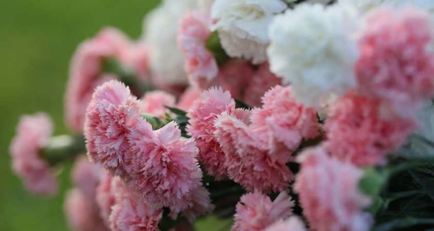 Hoa cẩm chướng có thể mọc đơn lẻ hoặc mọc thành chùm Hoa cẩm chướng có thể mọc đơn lẻ hoặc mọc thành chùm