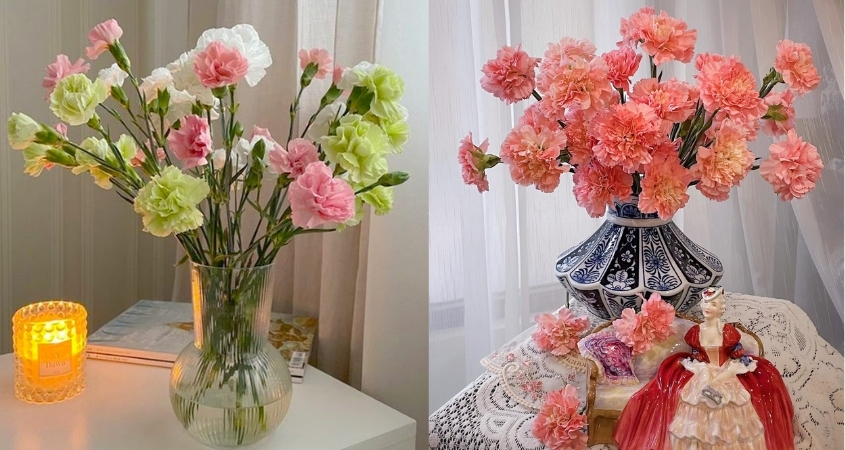 Cách cắm hoa cẩm chướng (hoa phăng) Cách cắm hoa cẩm chướng (hoa phăng)