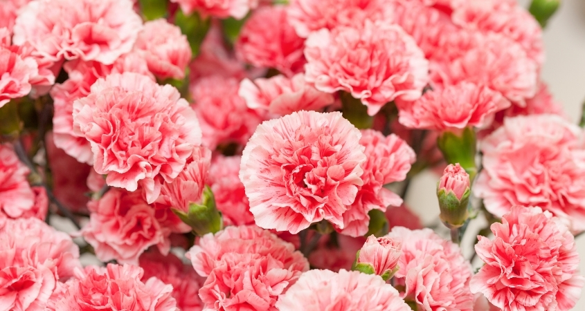 Hoa cẩm chướng hồng thể hiện tình yêu vĩnh cửu của mẹ dành cho con Hoa cẩm chướng hồng thể hiện tình yêu vĩnh cửu của mẹ dành cho con