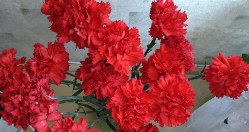 Cẩm chướng đỏ hợp mệnh Hoả Cẩm chướng đỏ hợp mệnh Hoả