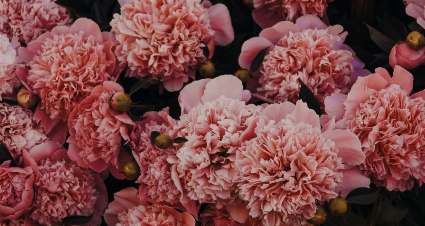 Hình nền máy tính hoa cẩm chướng 5 Hình nền máy tính hoa cẩm chướng 5