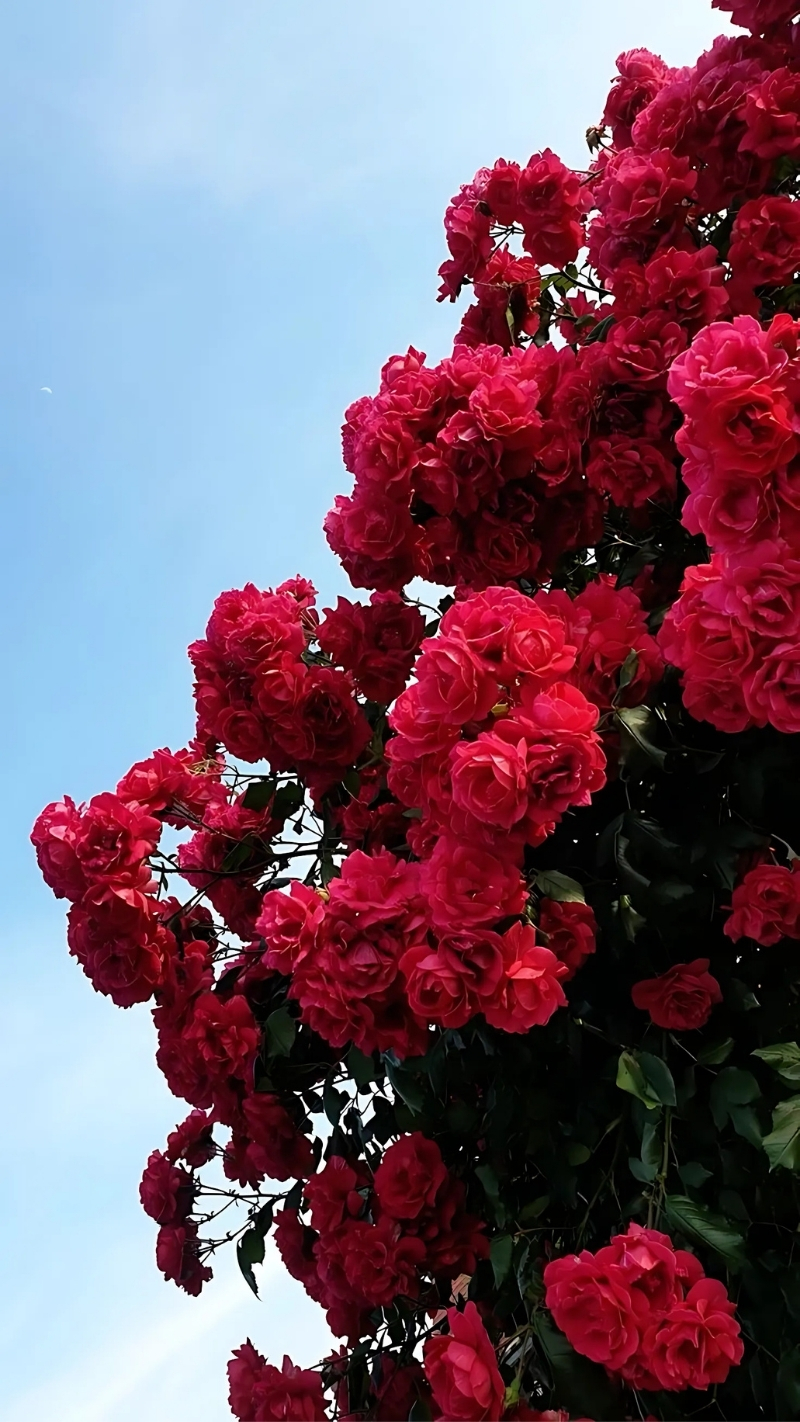 Hình nền điện thoại hoa hồng 4
